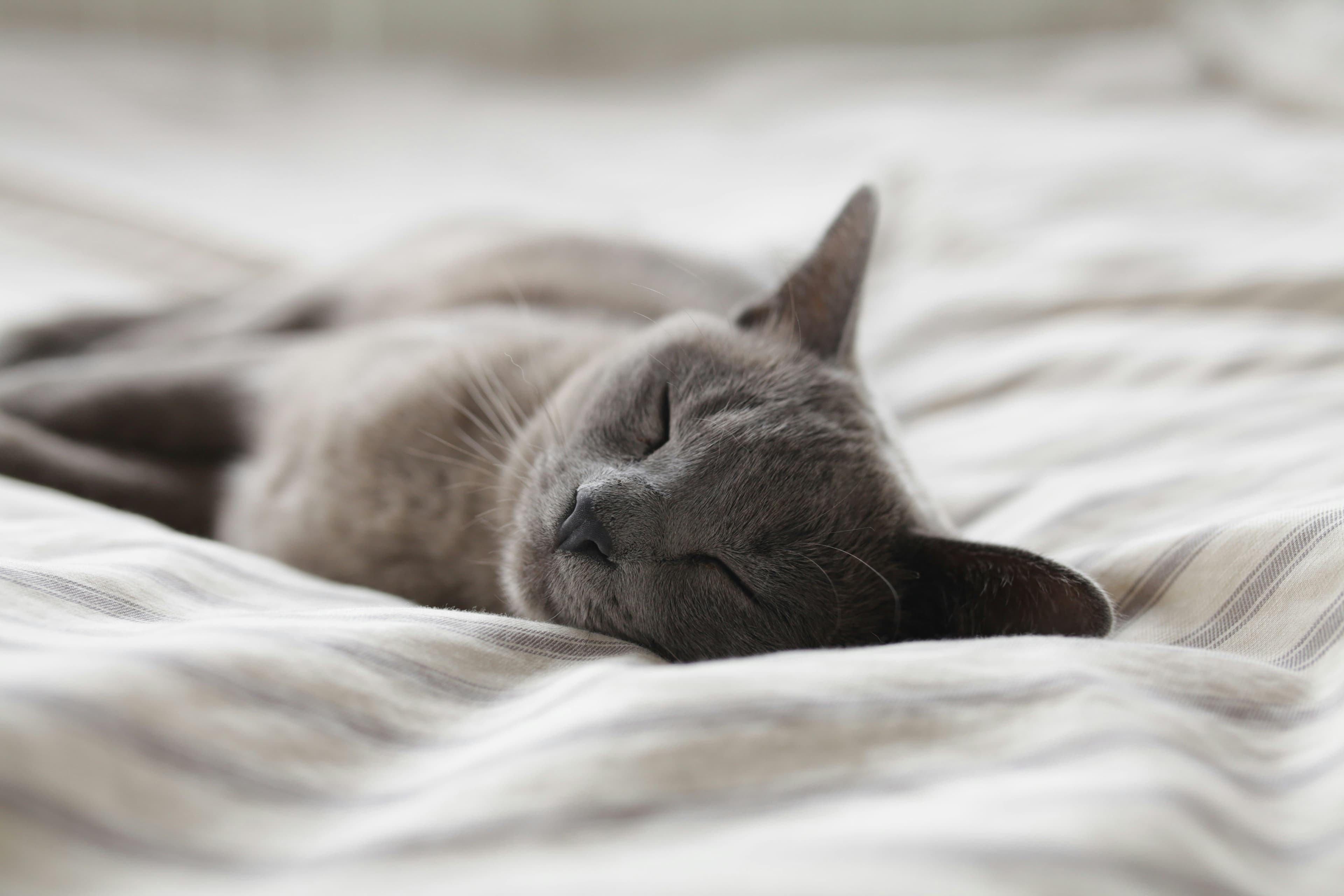 Photographie artistique représentant un chat gris de type Bleu russe assoupi paisiblement sur un tissu blanc à motifs. L'image apporte une touche originale à cette scène intime et tranquille. 